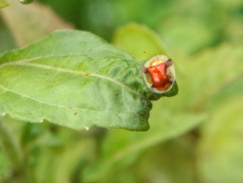 Close-up of insect on leaf