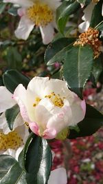 Close-up of white rose blooming outdoors