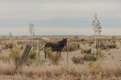Horse cart on field against sky