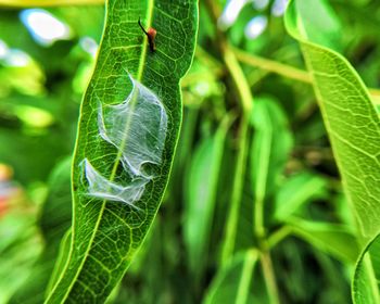 Close-up of fresh green leaf