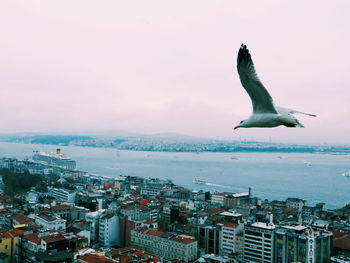 Seagull flying over sea against sky