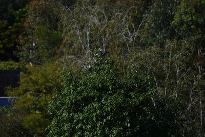 Trees growing in park