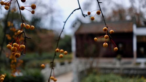 Close-up of fruits growing on tree against sky