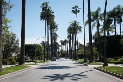 Road amidst palm trees against clear sky