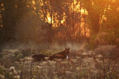 Horse standing in a field