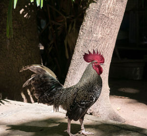 Close-up of rooster