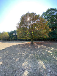 Trees growing on field against sky