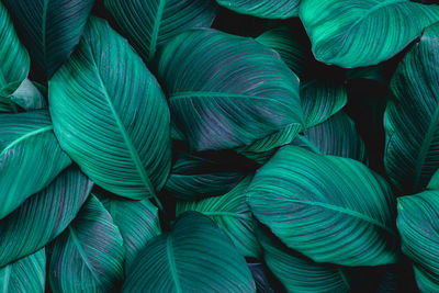 Full frame shot of green leaves