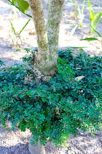 High angle view of trees growing on field