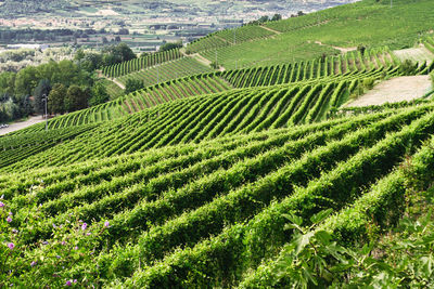 Scenic view of agricultural field