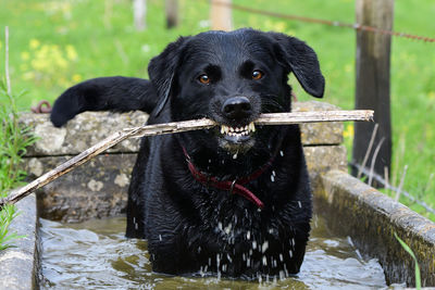 Portrait of a wet black labrador with a stick in her mouth while standing in a water trough 