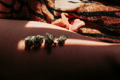 Closeup of crop unrecognizable female in casual wear demonstrating weed on leg at home