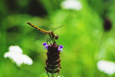 Close-up of insect on plant