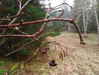 Plants growing on tree