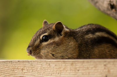 Close-up of squirrel on railing