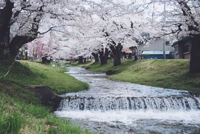 View of cherry blossom trees