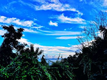 Low angle view of silhouette trees against blue sky