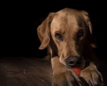 Close-up portrait of dog