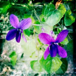 Close-up of purple flowers blooming outdoors