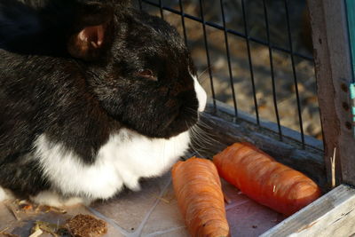 High angle view of rabbit in cage