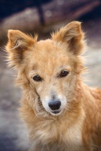 Close-up portrait of dog at outdoors