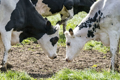 Cows grazing in a field