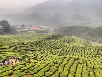 Scenic view of agricultural field