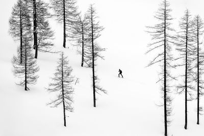 Bare trees on snow covered field during winter