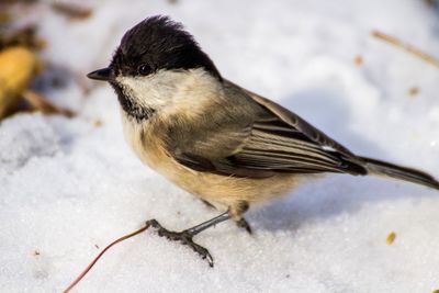 Close-up of marsh tit on snow