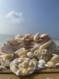 shell