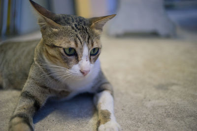 Close-up portrait of cat