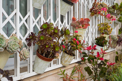 Flowers blooming in yard