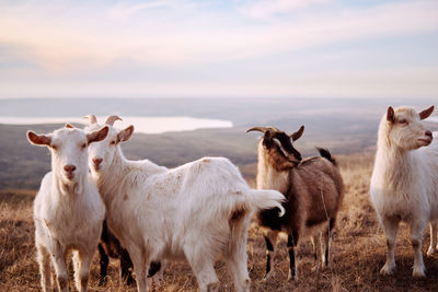 Goats on field