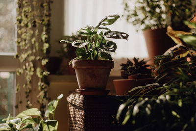 Close-up of potted plant at home