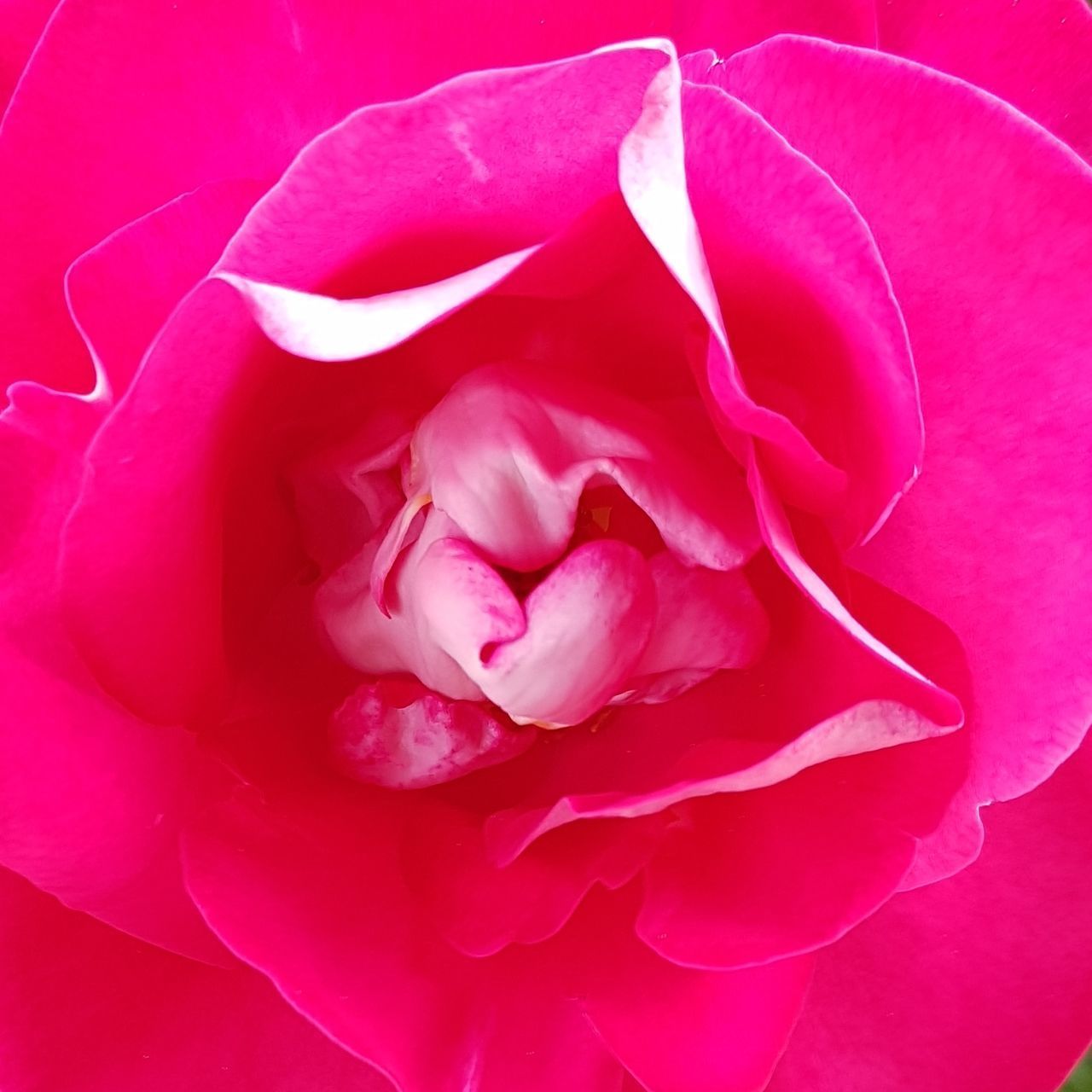 FULL FRAME SHOT OF PINK ROSE FLOWER