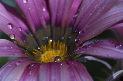 Close-up of wet purple flower