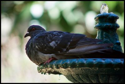 Bird perching on railing