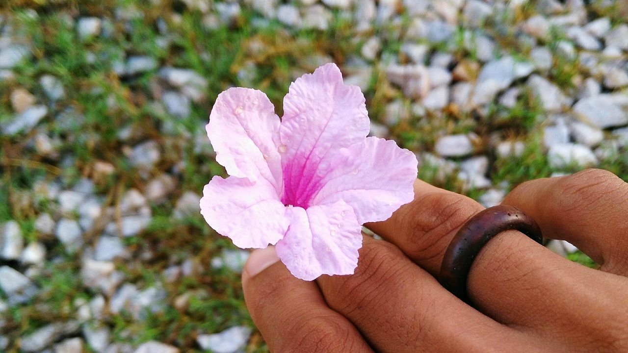 person, holding, part of, cropped, flower, human finger, focus on foreground, unrecognizable person, personal perspective, close-up, freshness, fragility, petal, lifestyles, flower head, leisure activity, day, outdoors, nature, beauty in nature, pink color, selective focus, softness