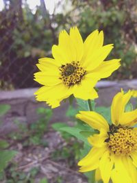 Close-up of yellow flower