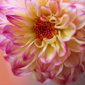 Close-up of pink dahlia