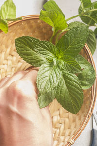 Cropped hand holding mint leaves over wicker basket