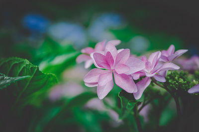 Close-up of pink flowering plant