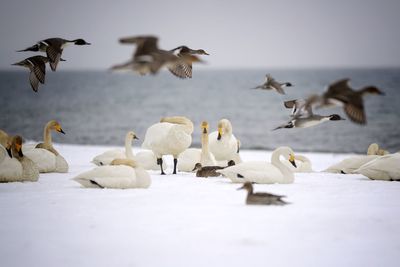 Flock of birds in the sea