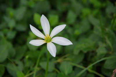 Close-up of white flowering plant