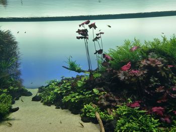 Close-up of plants by lake against sky