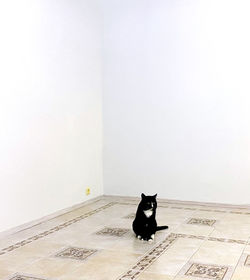Black cat sitting on floor against wall