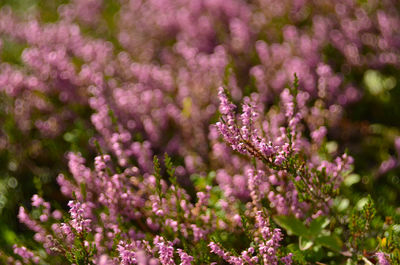 Close-up of purple flowering plants on field