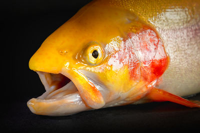 Close-up of fish swimming in sea