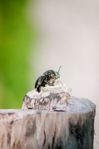 Close-up of lizard on tree stump