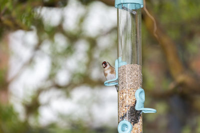 Close-up of bird feeder